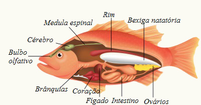 Observe a estrutura interna de um peixe
