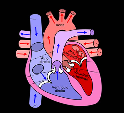 O coração é responsável por bombear sangue para todas as regiões do corpo