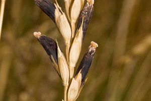  Claviceps purpurea: exemplo de fungo do Filo Ascomycota. 