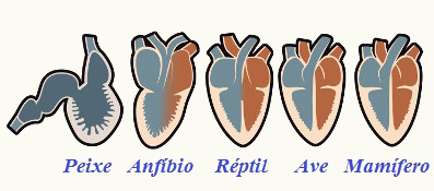 Observe a diferença anatômica entre o coração dos diferentes vertebrados