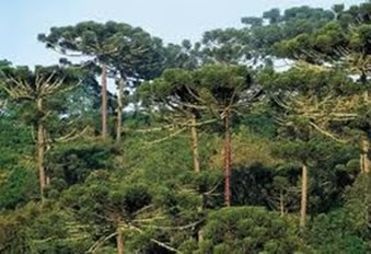 No sul do Brasil podemos encontrar a floresta das araucárias, também chamada de mata dos pinhais