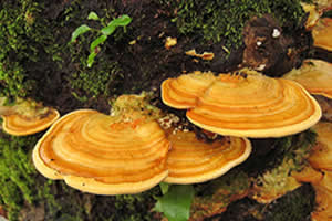 Orelha-de-pau: exemplo de fungo do Filo Basidiomycota.  