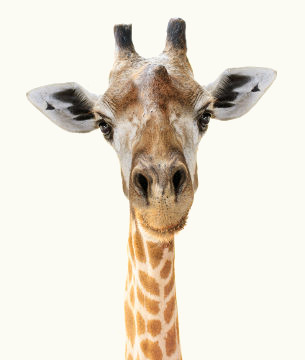 As girafas possuem um tipo especial de cornos, os ossicones