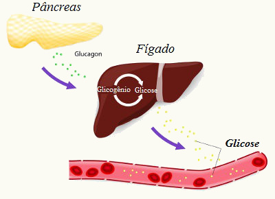 O glucagon estimula o início da glicogenólise