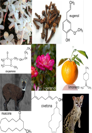 Resultado de imagem para perfumes extraidos de animais