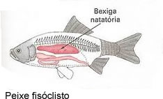 Observe que a bexiga natatória, no peixe fisóclisto, é uma bolsa isolada