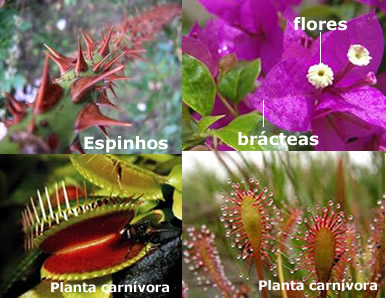 Muitas plantas desenvolveram adaptações para sobreviverem aos diversos tipos de ambientes