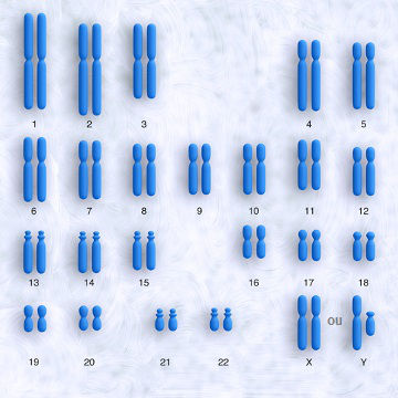 Observe o cariótipo humano com seus 46 cromossomos