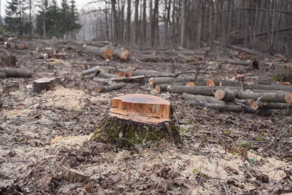 O desmatamento é uma das ações antrópicas negativas.