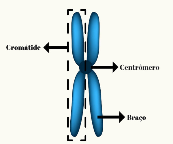 Observe as partes básicas do cromossomo