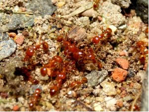 O ácido fórmico está presente nas formigas vermelhas