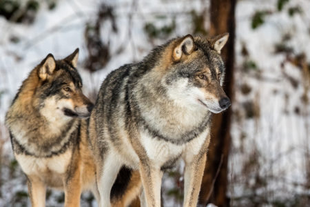 O lobo vive em grupos formados geralmente por um par reprodutivo, seus descendentes e outros membros não reprodutivos