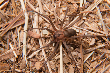 As aranhas do gênero Loxosceles caracterizam-se pela construção de teias irregulares 