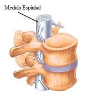 A medula espinhal fica protegida pelas vértebras