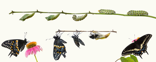 Observe as etapas do ciclo de vida de uma borboleta