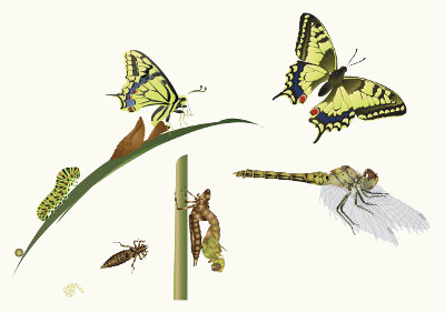 Tanto borboletas quanto libélulas apresentam metamorfose completa