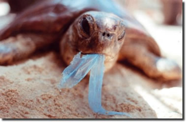 Já foram registradas mortes de animais em virtude da ingestão de películas de plásticos