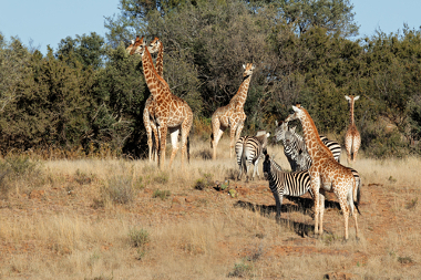 As savanas africanas apresentam uma grande diversidade de mamíferos