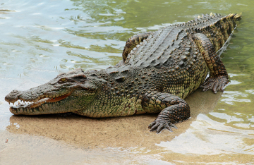 Resultado de imagem para crocodilo